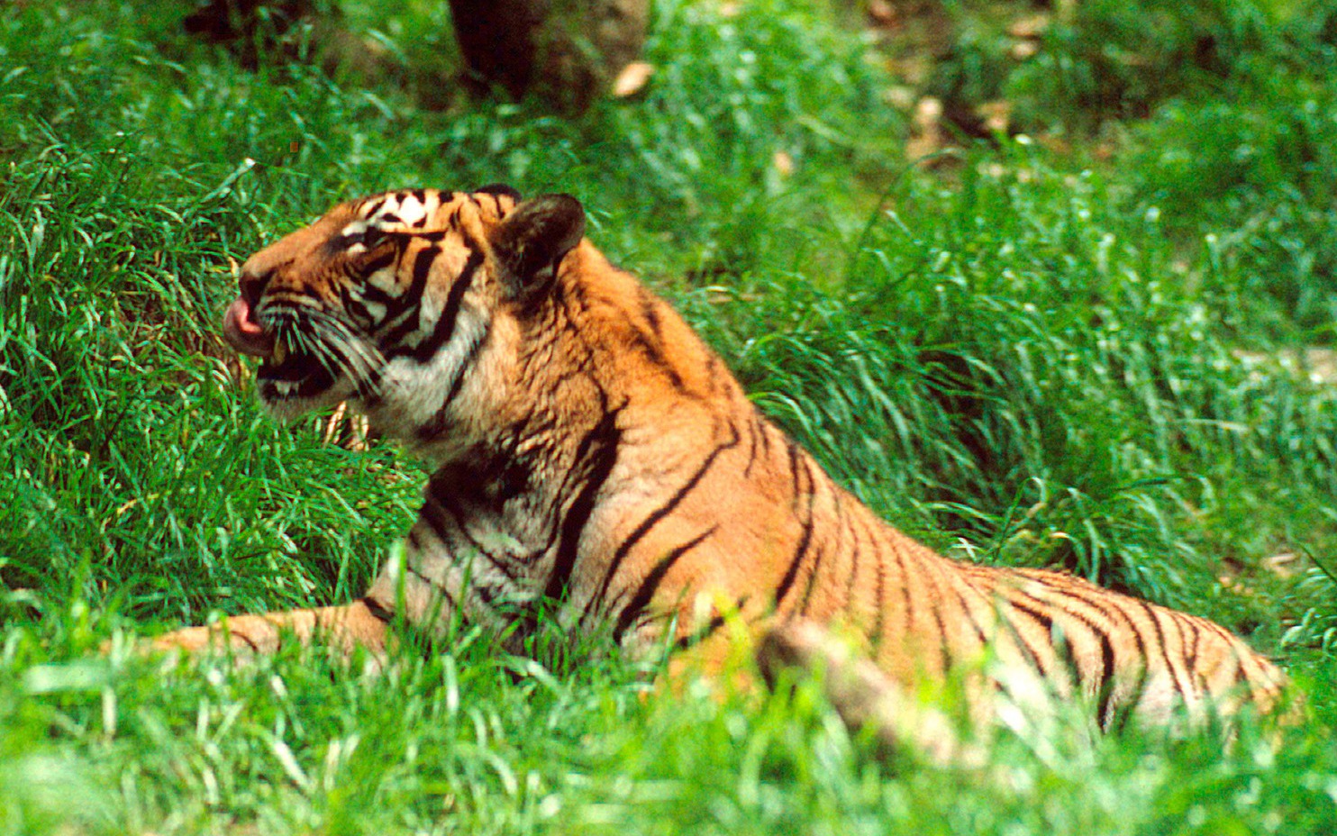 B&iacute; ẩn l&ograve;ai kỳ l&acirc;n Ch&acirc;u &Aacute; v&agrave; h&agrave;nh tr&igrave;nh t&igrave;m kiếm sao la - Ảnh 15.