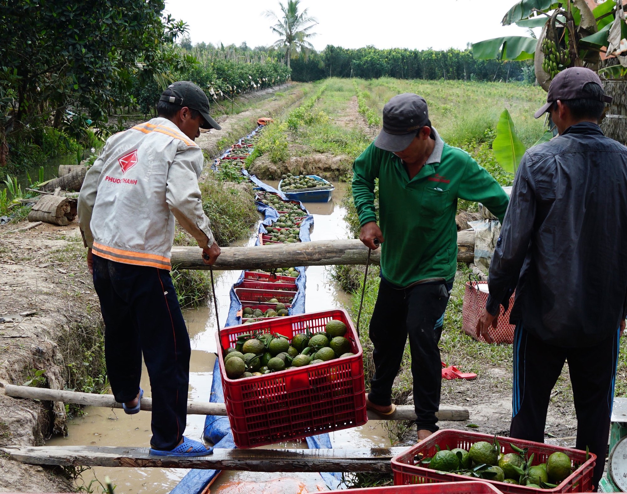 Trái cây mong manh được - mất - Ảnh 1.