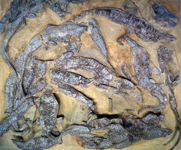 Unraveling the mystery of a hybrid dinosaur with an eagle and a crocodile more than 200 million years old - Photo 1.