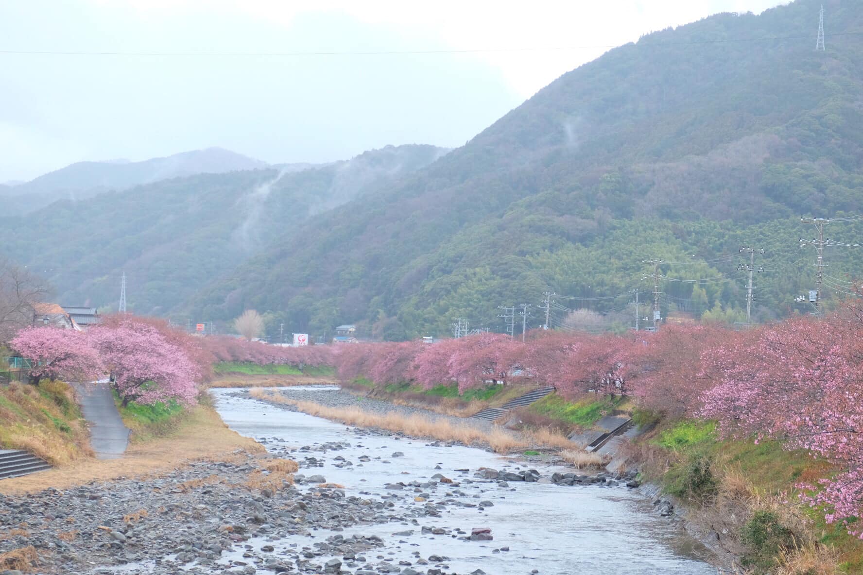 Choáng ngợp trước rừng hoa anh đào nở sớm ở Nhật Bản - Ảnh 1.
