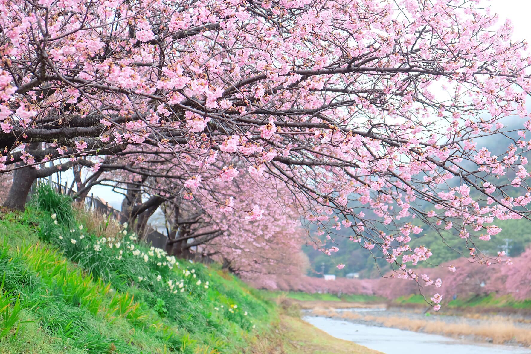 Choáng ngợp trước rừng hoa anh đào nở sớm ở Nhật Bản