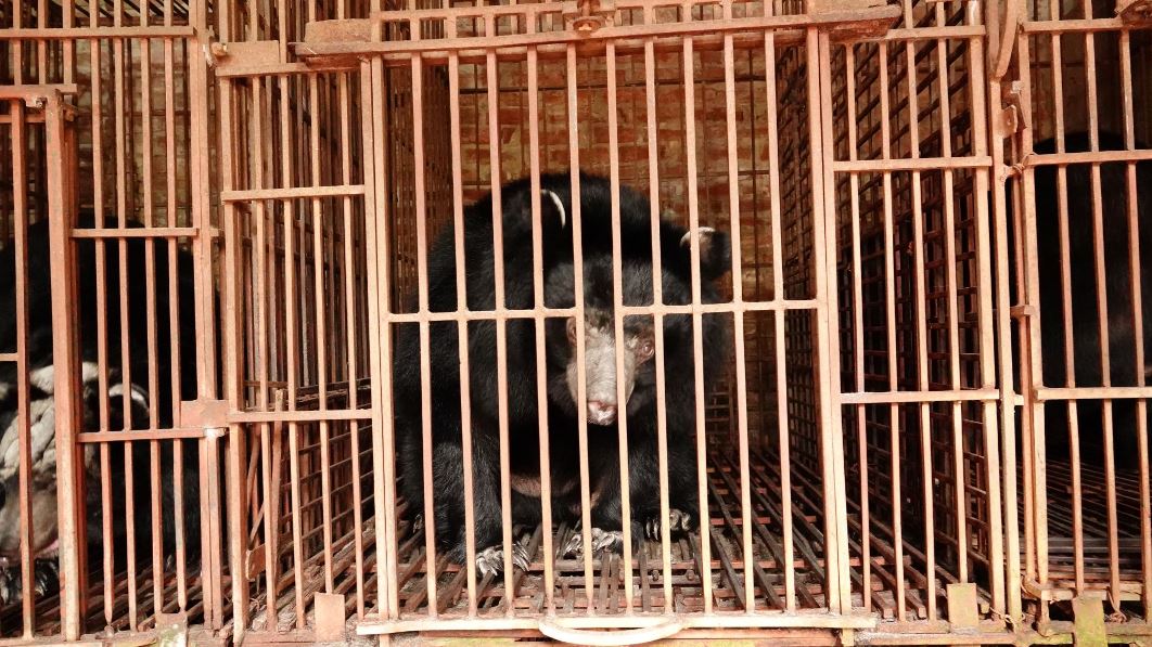 Cận cảnh cứu hộ 5 con gấu bị nuôi nhốt nhiều năm - Ảnh 3.