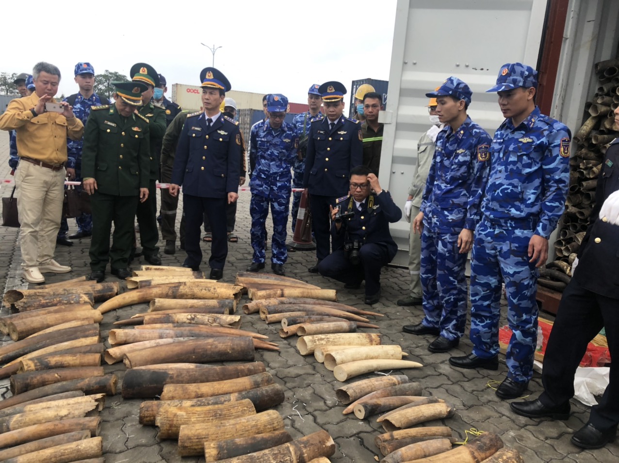 Phát hiện gần nửa tấn ngà voi nhập khẩu trái phép từ châu Phi - Ảnh 2.
