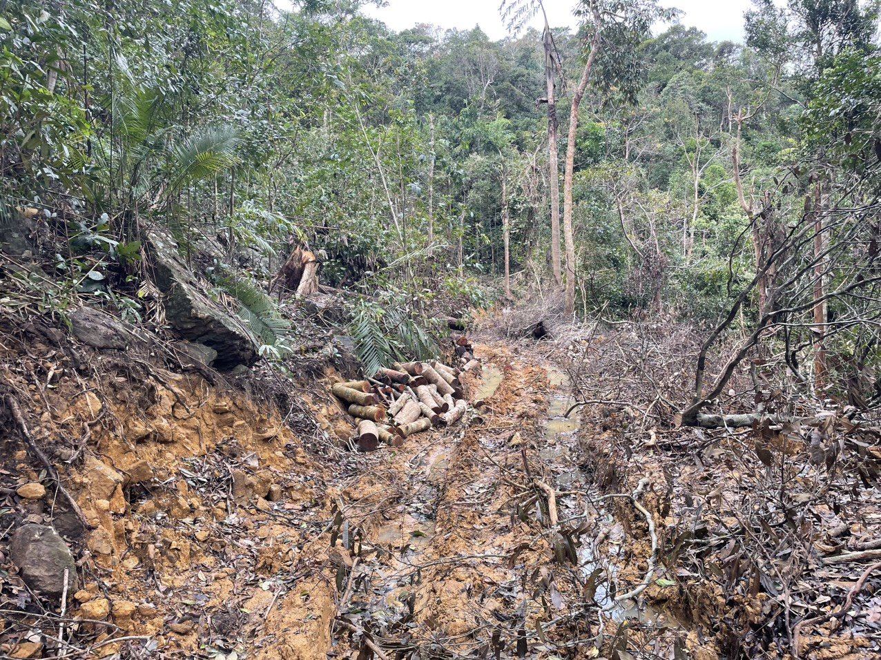 Ngang nhiên mở đường, phá rừng ở Khánh Hòa: Đủ dấu hiệu khởi tố, kiểm điểm trách địa phương - Ảnh 4.