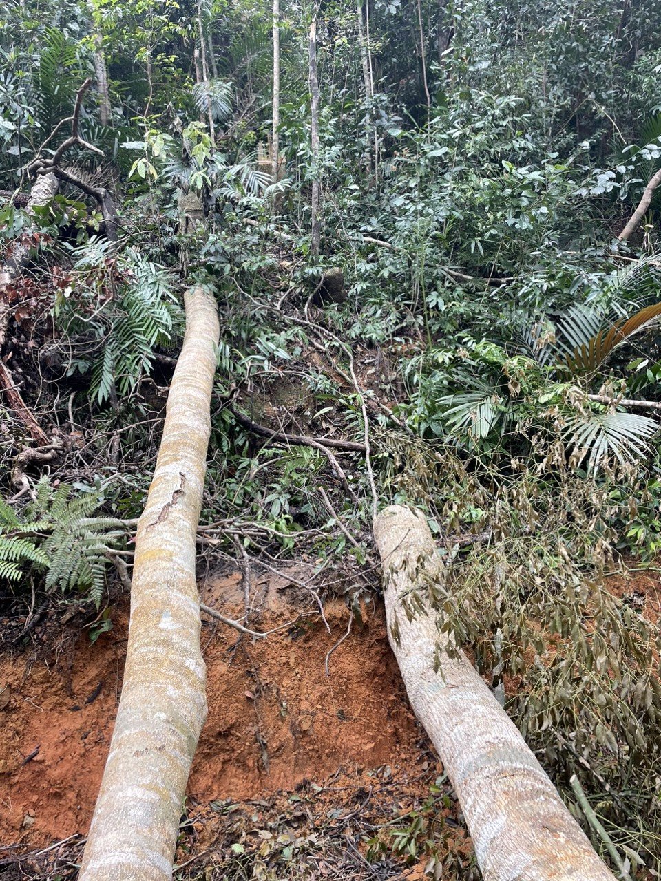 Ngang nhiên mở đường, phá rừng ở Khánh Hòa: Đủ dấu hiệu khởi tố, kiểm điểm trách địa phương - Ảnh 2.