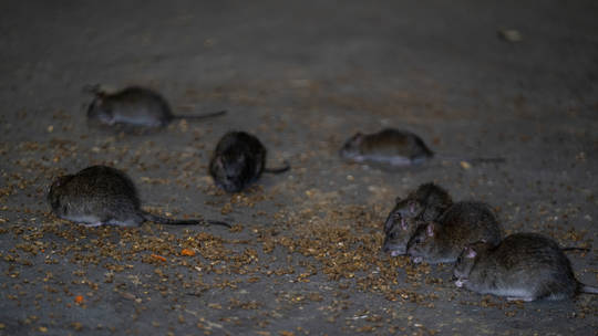 Mỹ: Hàng triệu con chuột ở New York có thể mắc COVID-19, lo ngại lây cho người - Ảnh 1.