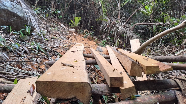 Hàng loạt cổ thụ trong rừng phòng hộ ở Bình Định bị khai thác trái phép - Ảnh 2.