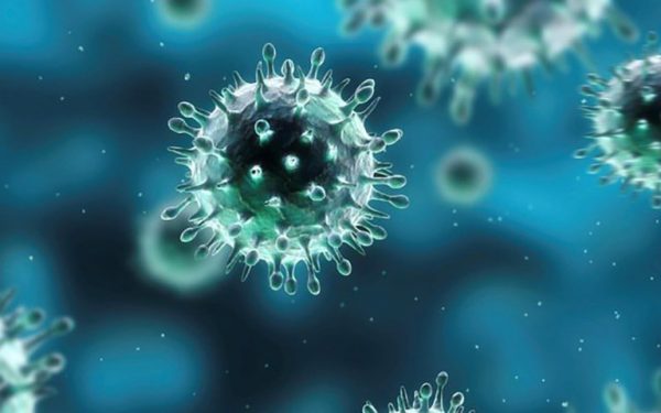 CDC: Cảnh báo virus H5N1 nhánh 2.3.4.4b lại lây thêm loài mới - Ảnh 1.