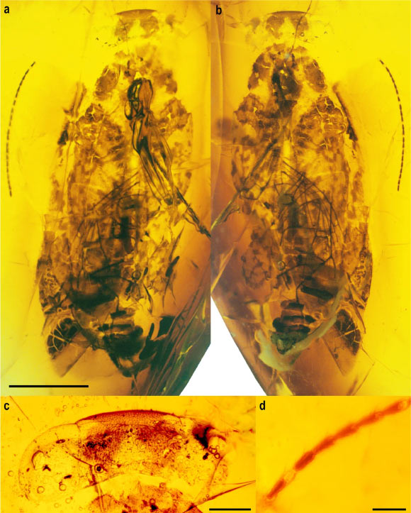 Cretaceous robot" appeared in amber after 86 million years - Photo 2.