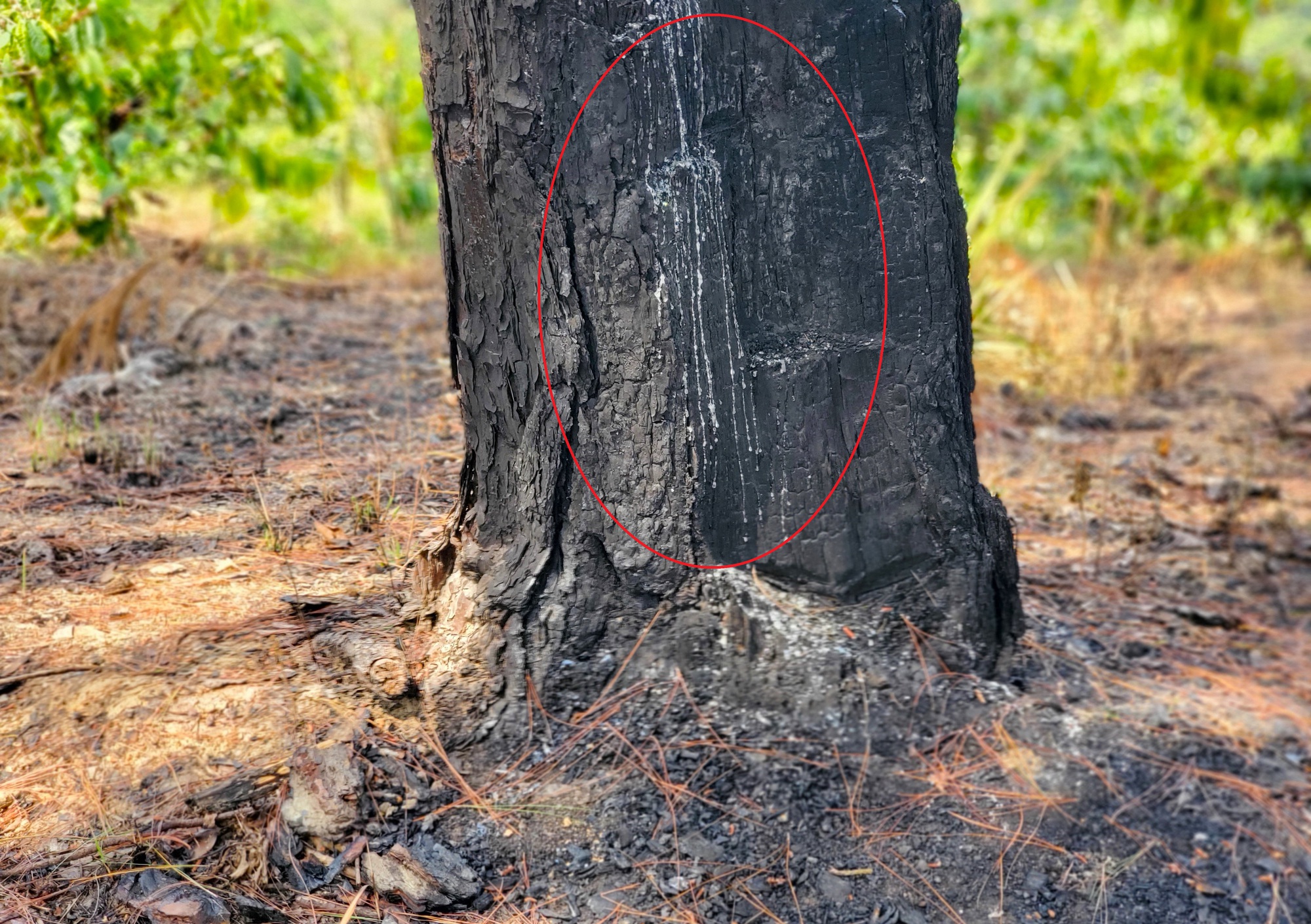 Cận cảnh rừng bị đốt phá, đầu độc trong dự án 25.000 tỉ đồng của Công ty Sài Gòn - Đại Ninh - Ảnh 13.
