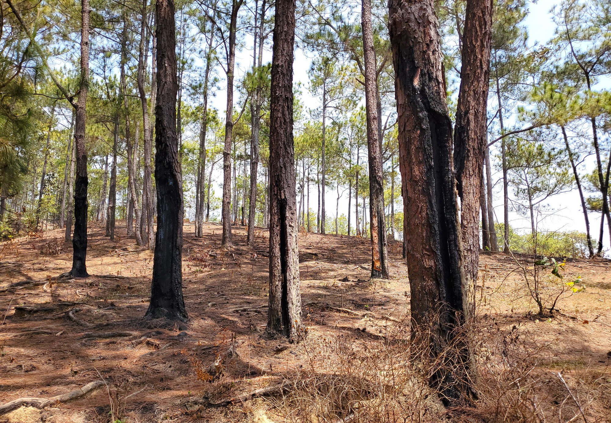 Cận cảnh rừng bị đốt phá, đầu độc trong dự án 25.000 tỉ đồng của Công ty Sài Gòn - Đại Ninh - Ảnh 23.