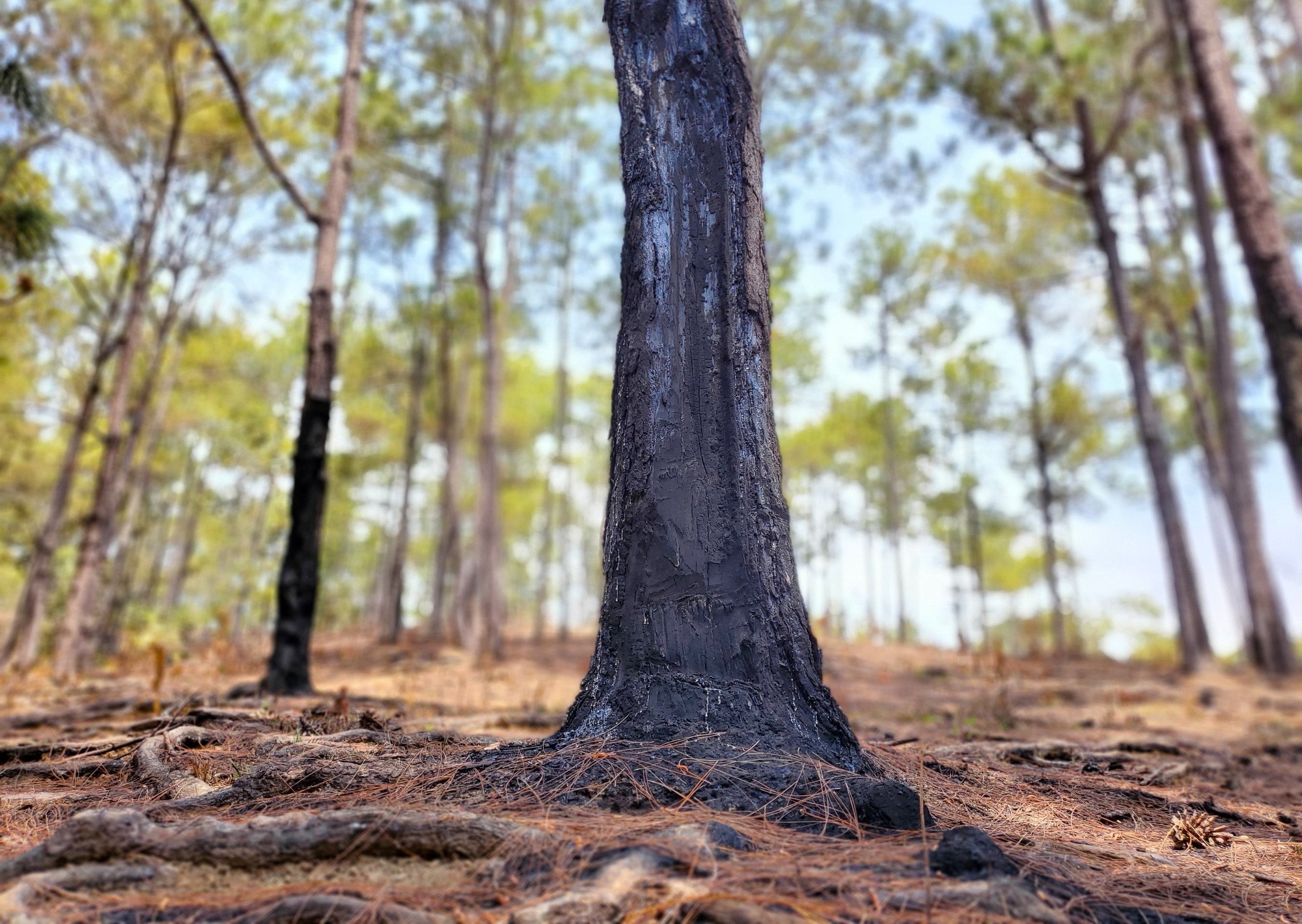Cận cảnh rừng bị đốt phá, đầu độc trong dự án 25.000 tỉ đồng của Công ty Sài Gòn - Đại Ninh - Ảnh 24.