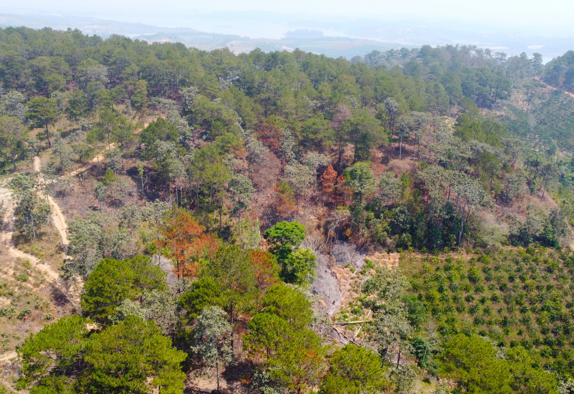 Cận cảnh rừng bị đốt phá, đầu độc trong dự án 25.000 tỉ đồng của Công ty Sài Gòn - Đại Ninh - Ảnh 11.
