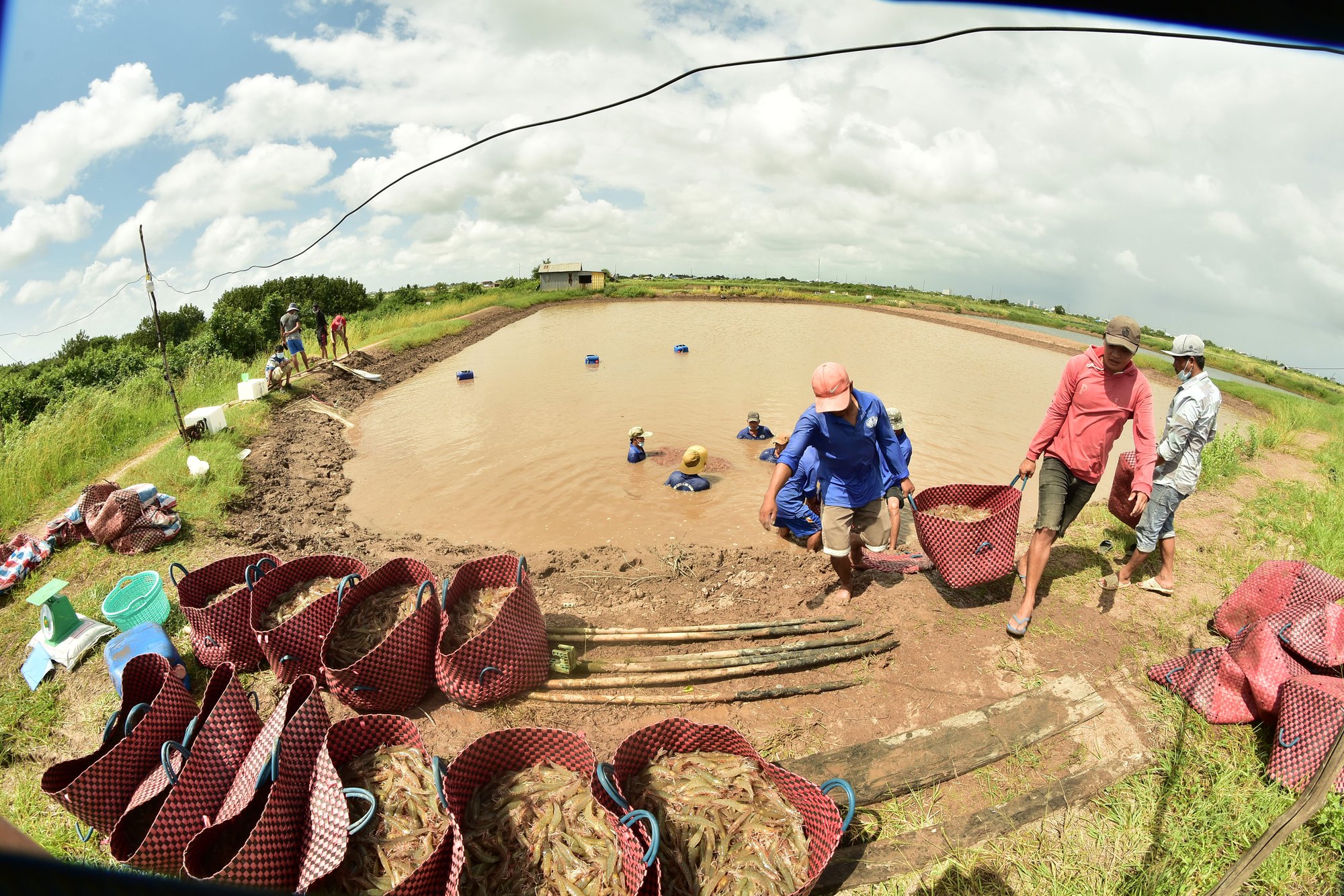 Tạo hướng đi bền vững cho ngành tôm - Ảnh 1. Tạo hướng đi bền vững cho ngành tôm - Ảnh 1.