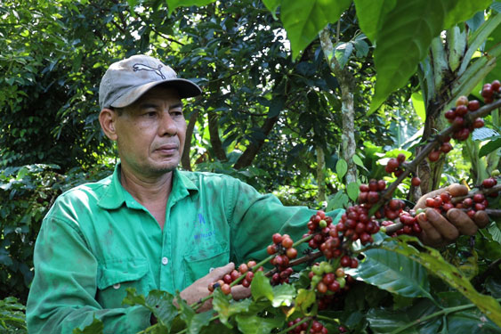 Nâng giá trị cà phê Việt (*): Đầu tư mạnh vào thương hiệu - Ảnh 1.