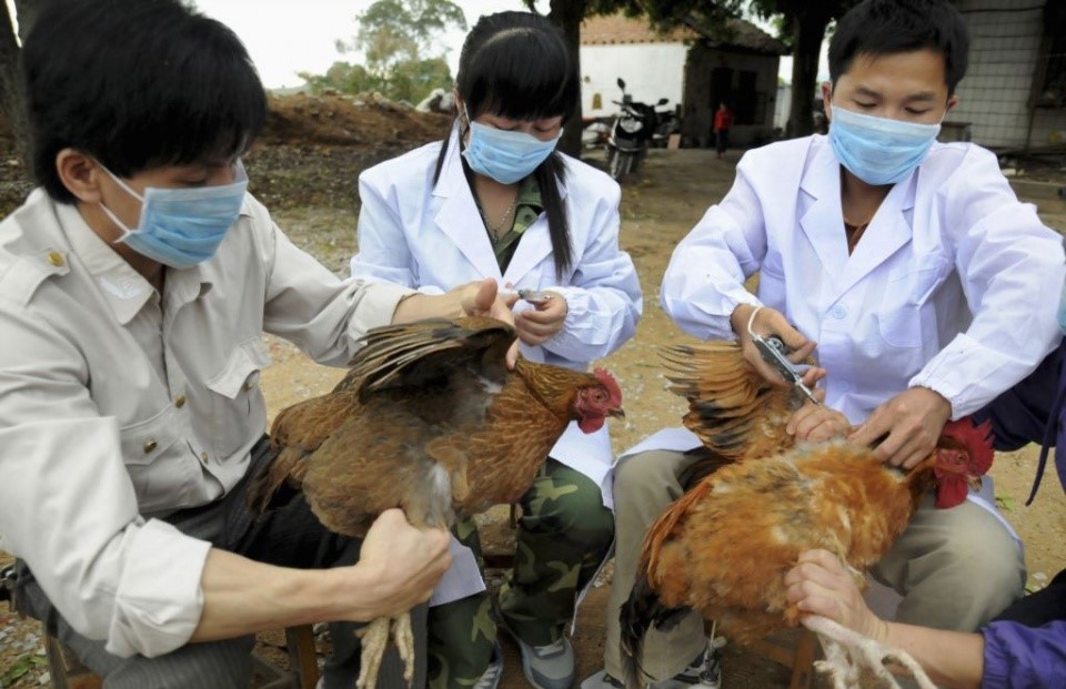 Phân biệt nhiễm cúm gia cầm H5N1, cúm mùa và COVID-19 - Ảnh 1. Phân biệt nhiễm cúm gia cầm H5N1, cúm mùa và COVID-19 - Ảnh 1.