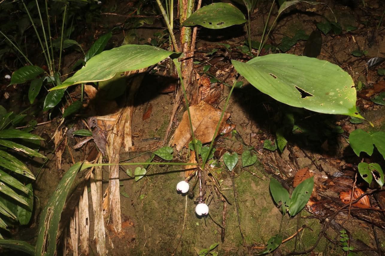 Loài thực vật mới của thế giới được phát hiện tại Thừa Thiên - Huế - Ảnh 2.