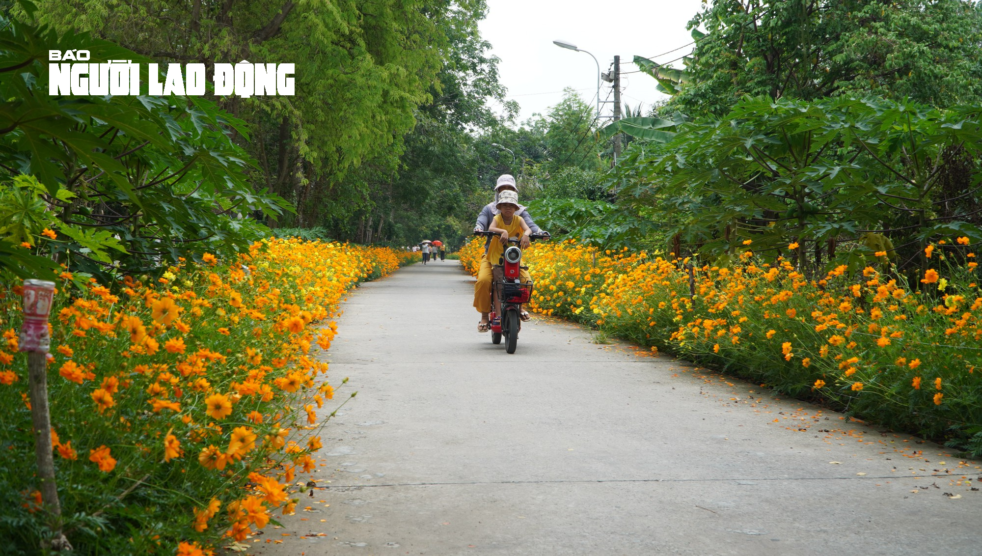 Tuyến đường hoa sao nhái tuyệt đẹp tại huyện Củ Chi, TP HCM - Ảnh 12.