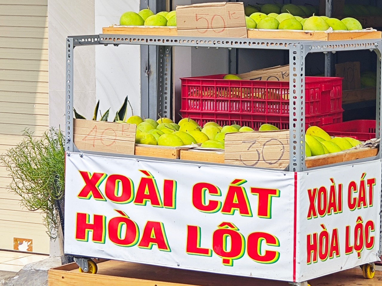 Xoài cát Hòa Lộc vào mùa ngon nhưng rẻ chưa từng có - Ảnh 4.