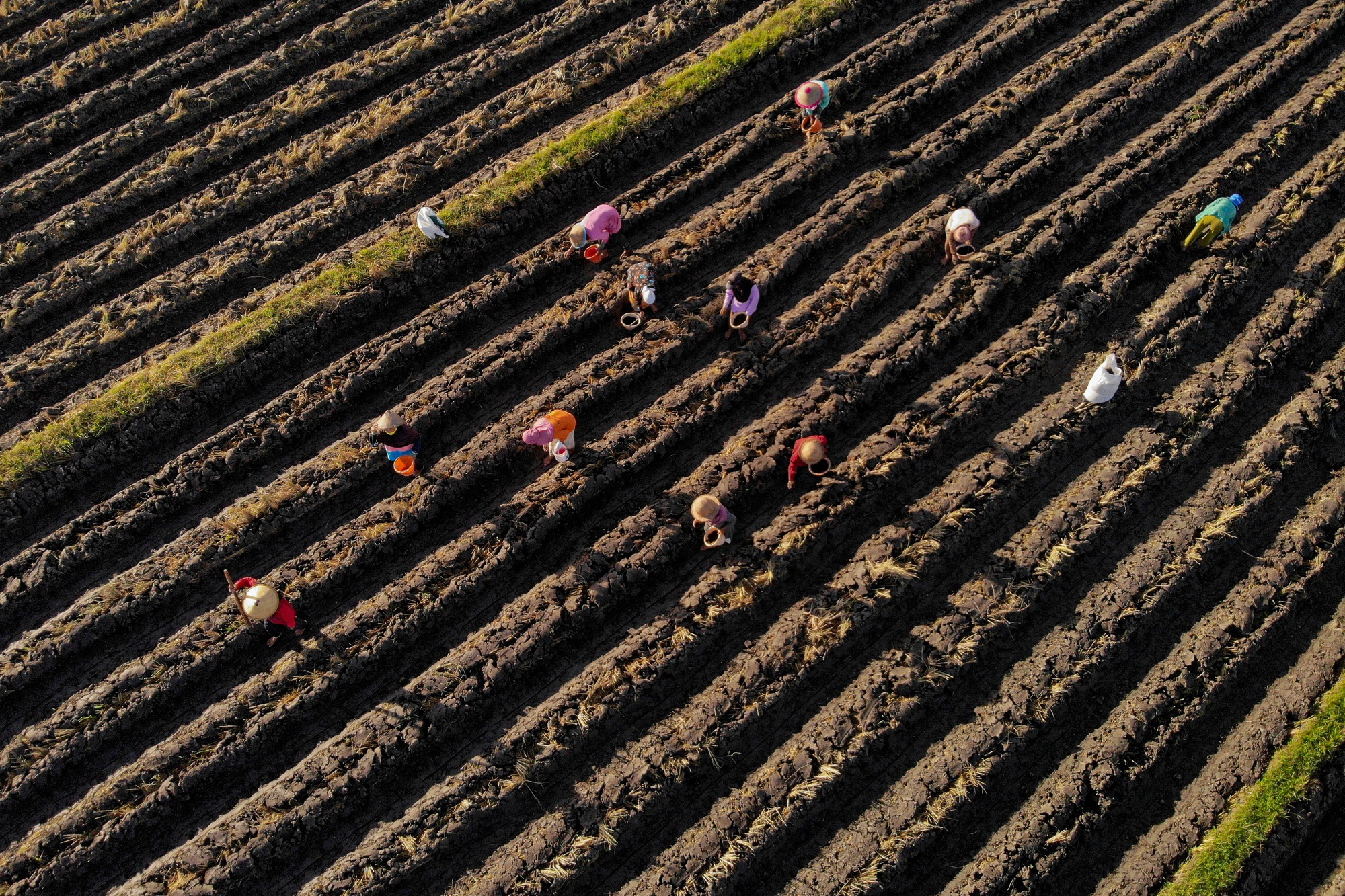 World rice shortage alarm in 2023