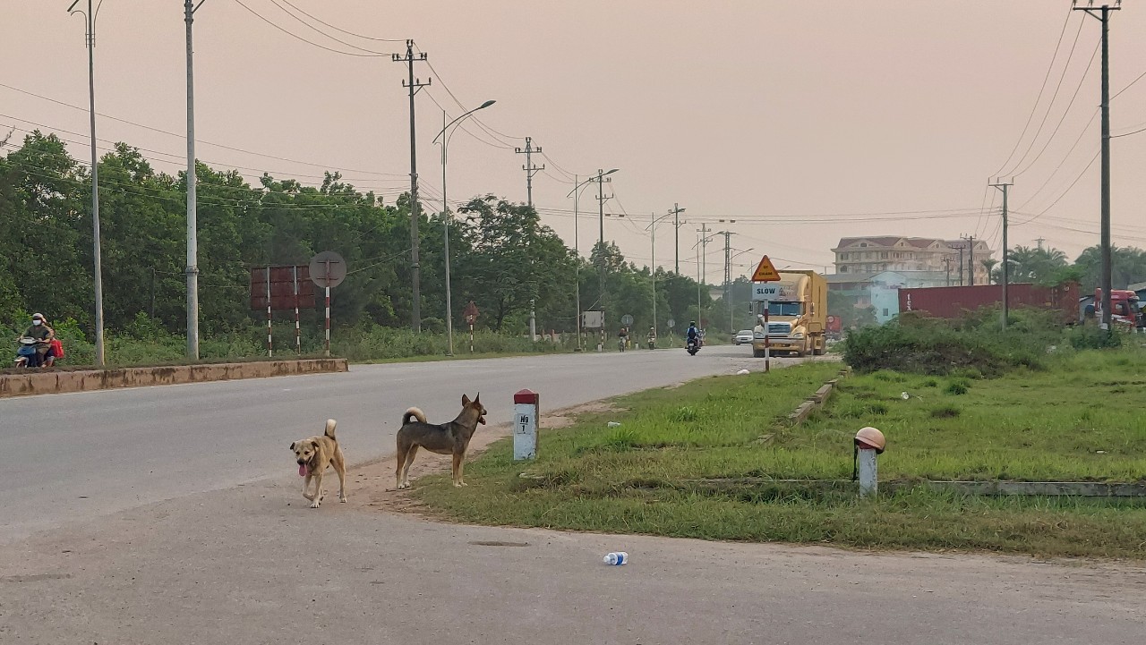 Nữ cán bộ thú y bị chó dại tấn công - Ảnh 1. Nữ cán bộ thú y bị chó dại tấn công - Ảnh 1.