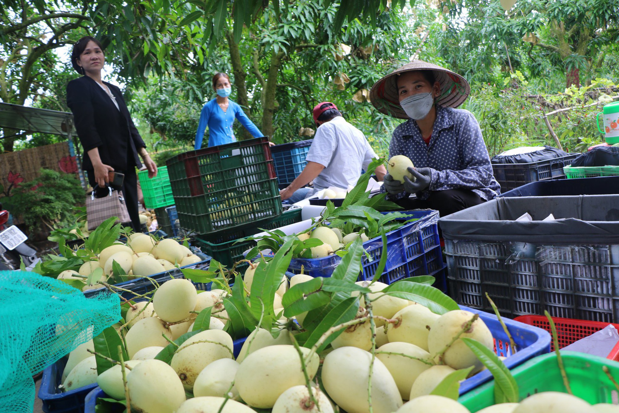 Tin vui đến với người trồng xoài ở Đồng Tháp - Ảnh 3.