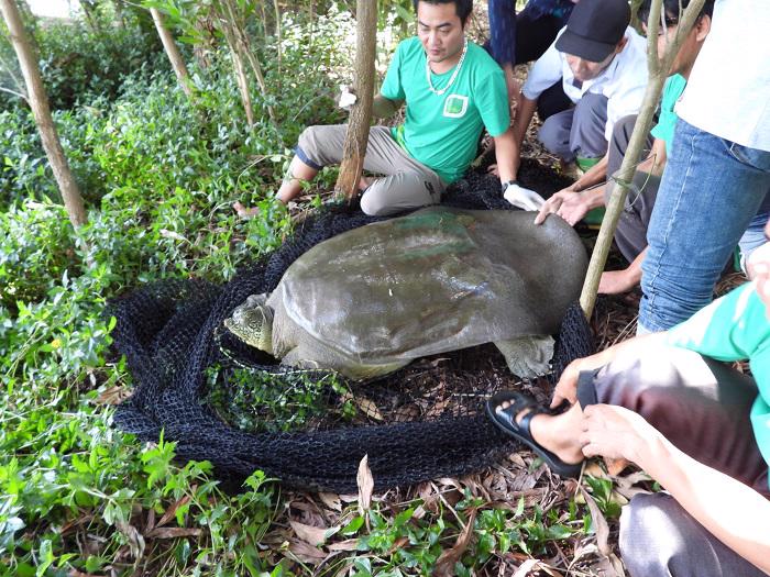 Rùa mai mềm nặng 93 kg chết chưa rõ nguyên nhân