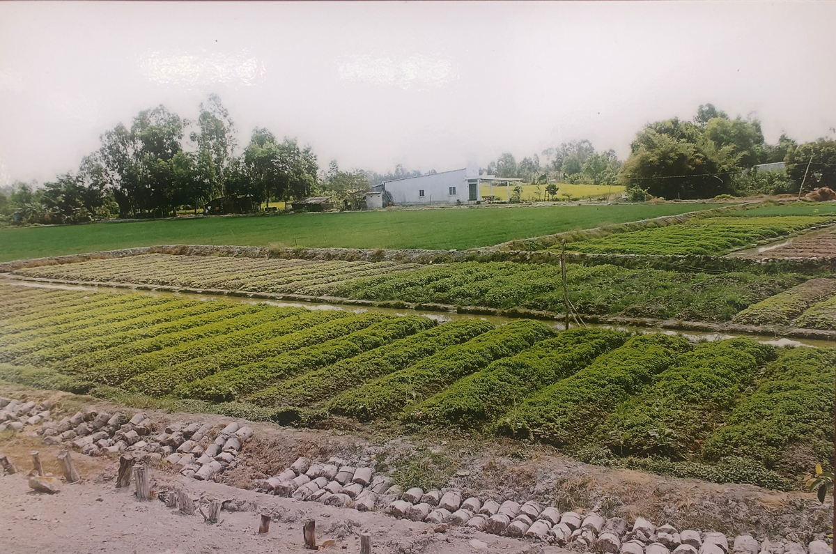 "Hòn Đất" và chị Sứ anh hùng Hòn Đất và chị Sứ anh hùng - Ảnh 3.