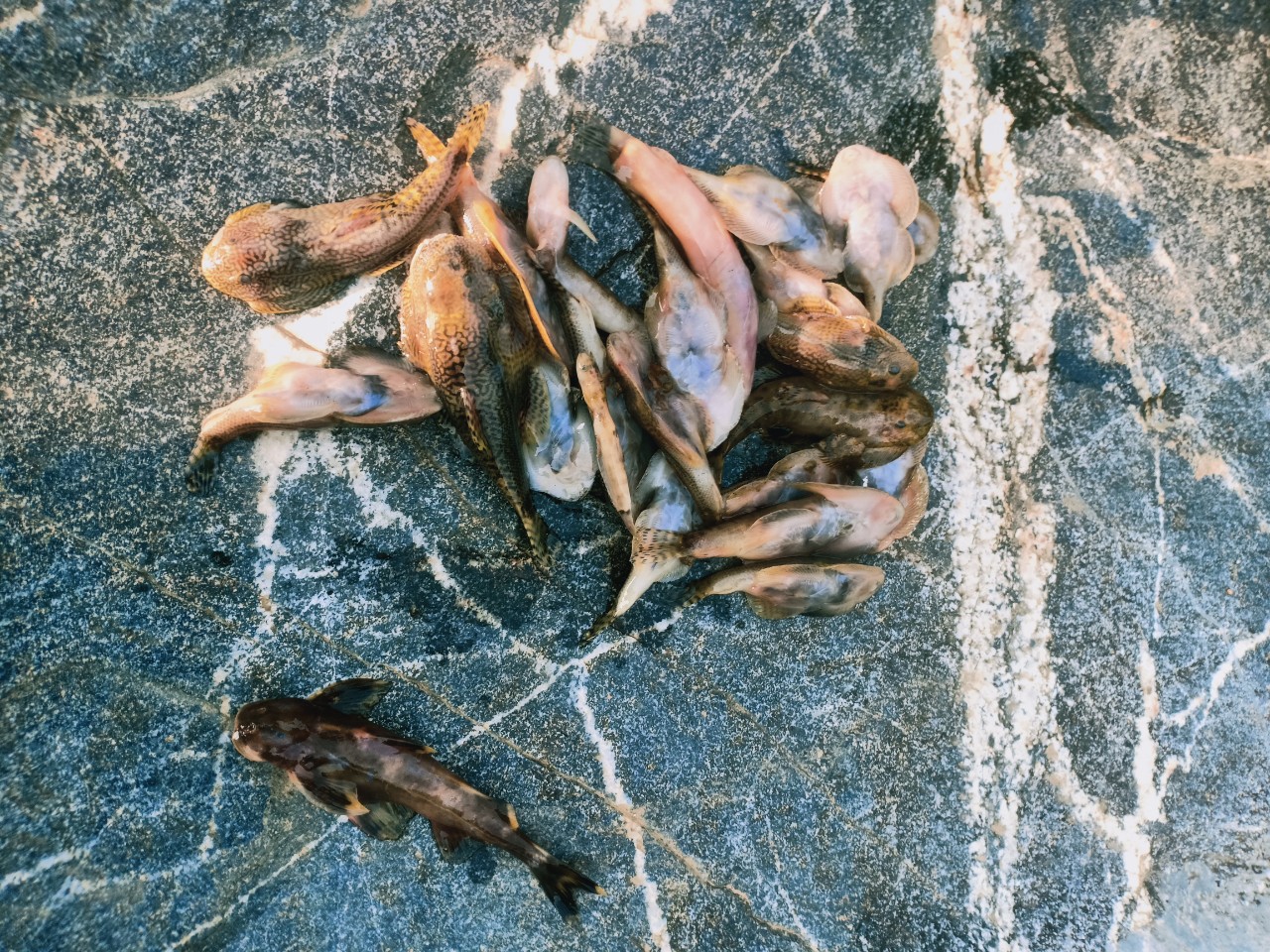 Hình ảnh cá chết nổi đầy trên 1 con sông ở Quảng Nam - Báo Người ...
