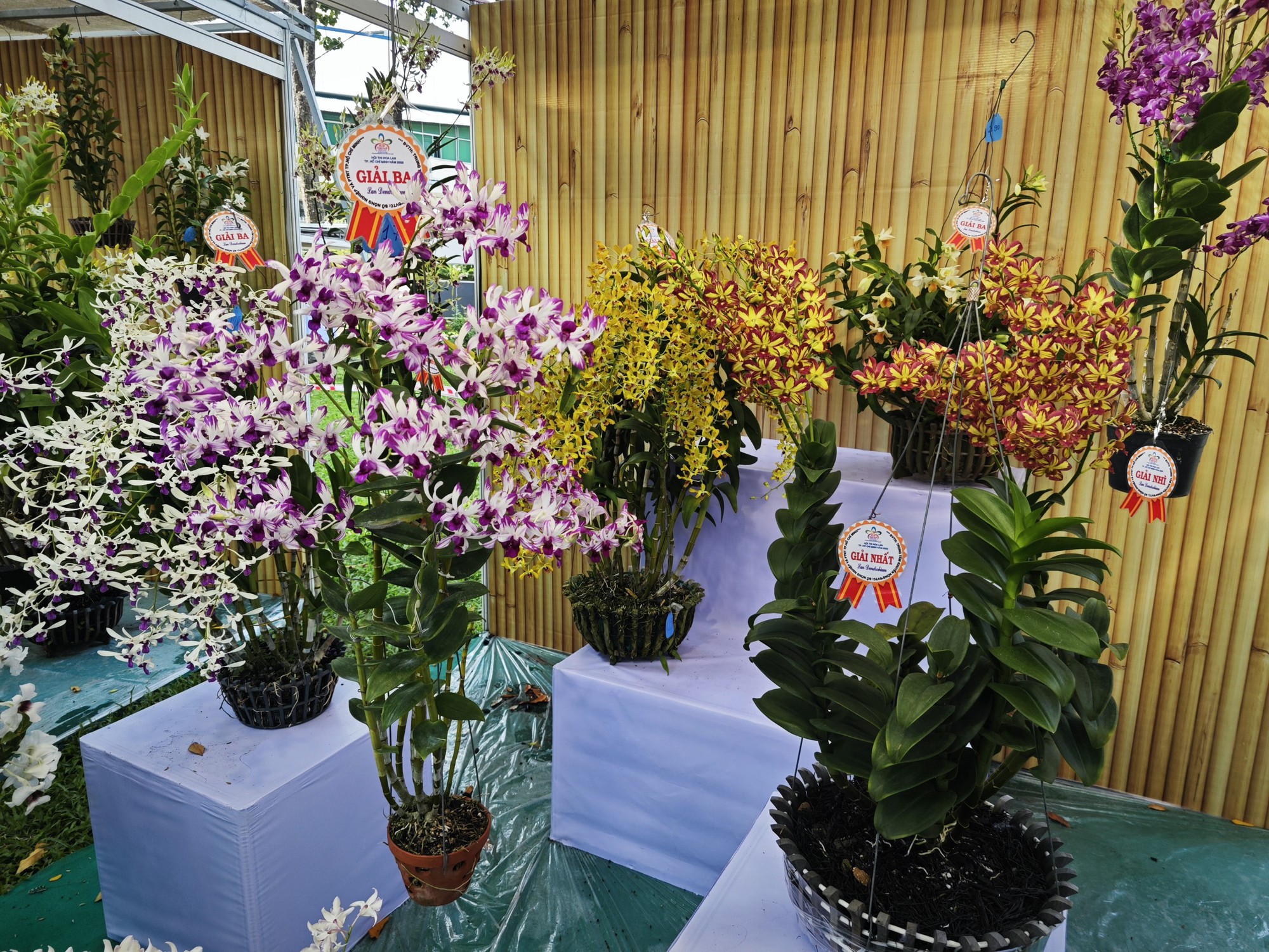 Festival Hoa lan TP HCM 2023 đang mở cửa đón khách - Ảnh 8.