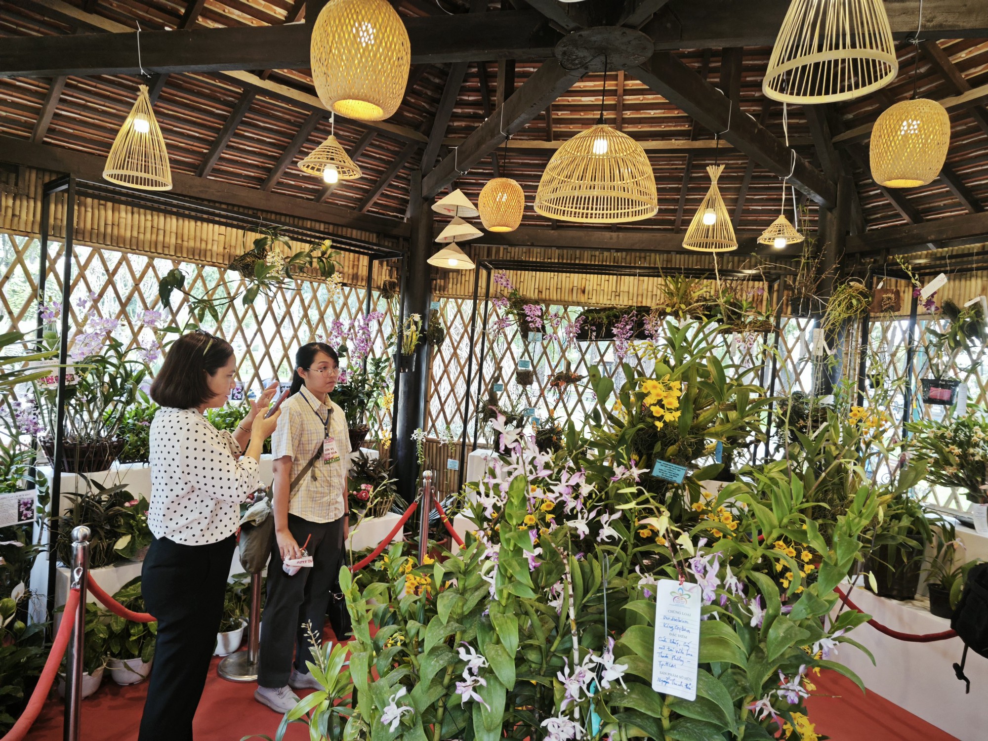 Festival Hoa lan TP HCM 2023 đang mở cửa đón khách - Ảnh 11.