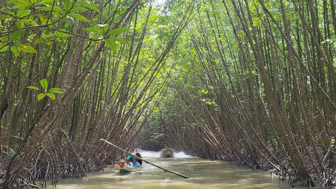 Trải nghiệm xuyên rừng ngập mặn và rừng tràm ở Cà Mau - Báo Người ...