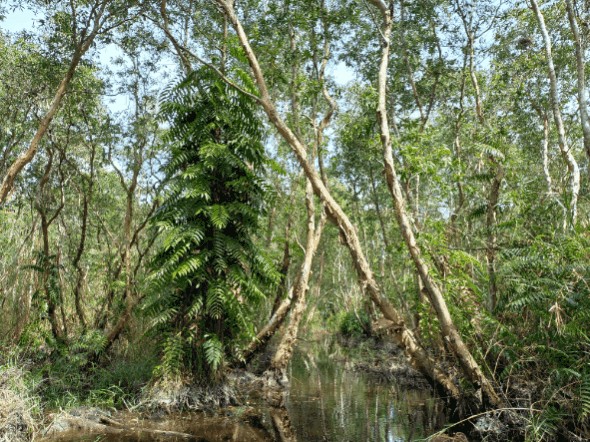 Trải nghiệm xuyên rừng ngập mặn và rừng tràm ở Cà Mau - Ảnh 7.