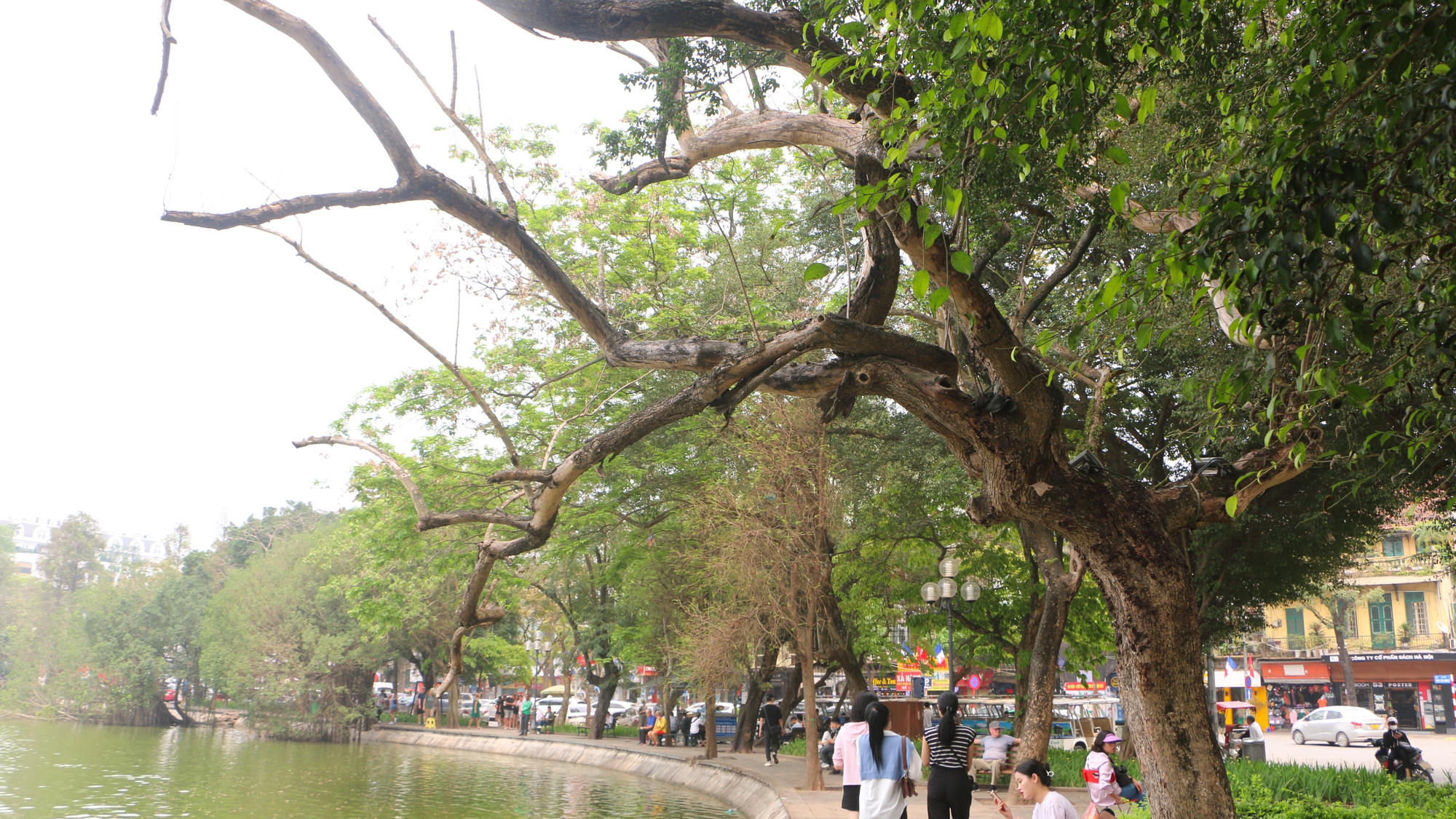 Chặt hạ 3 cây vàng chết khô bên hồ Hoàn Kiếm - Ảnh 1. Chặt hạ 3 cây vàng chết khô bên hồ Hoàn Kiếm - Ảnh 1.