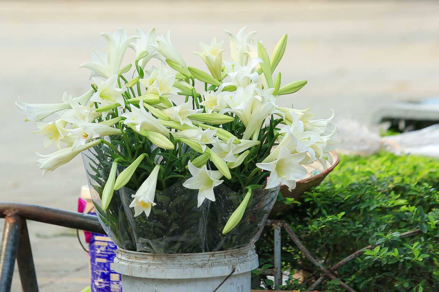 Thiếu nữ khoe sắc bên hoa loa kèn trắng tinh khôi, hương thơm dịu dàng - Ảnh 3.