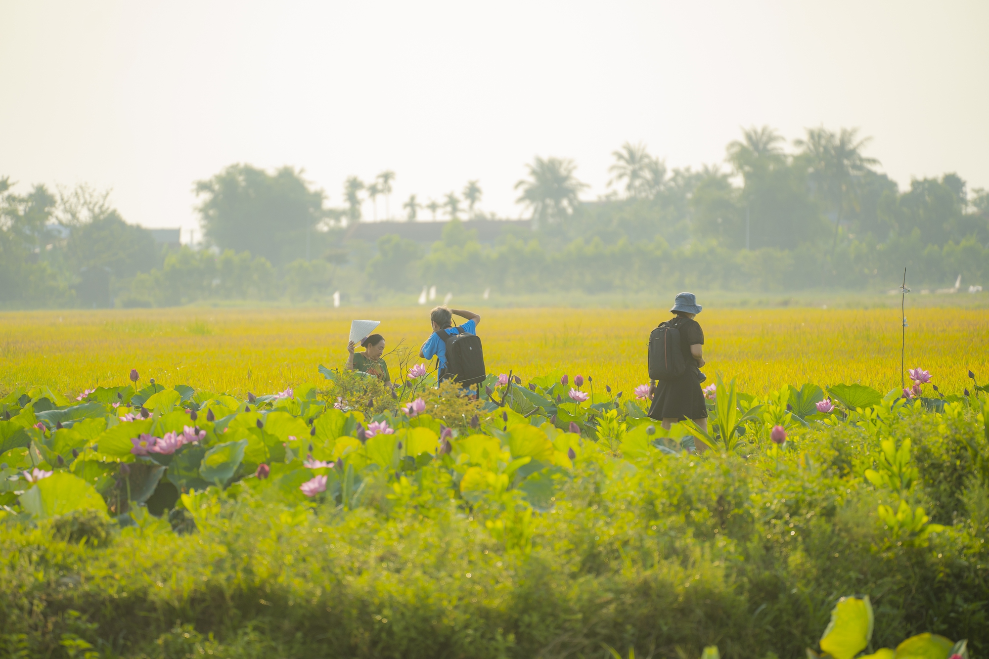 Hãy về La Chữ ngắm sen - Ảnh 10.