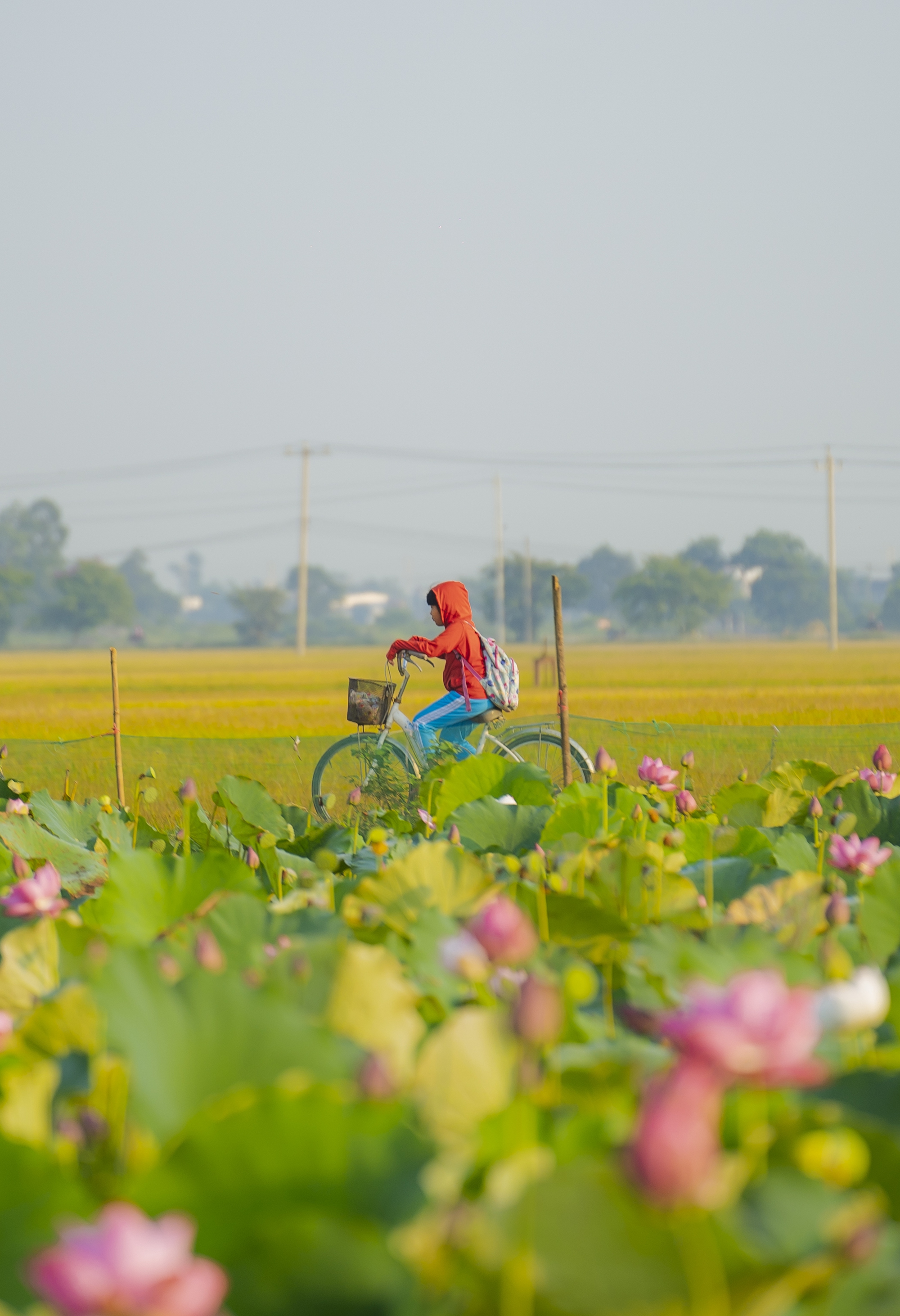 Hãy về La Chữ ngắm sen - Ảnh 8.