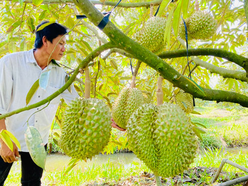 Nông nghiệp tử tế đã là mệnh lệnh - Ảnh 1.