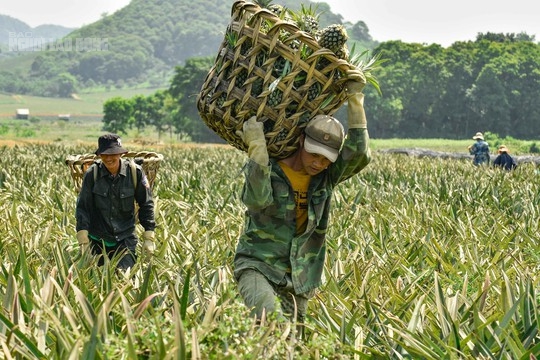 CLIP: Nông dân Thanh Hóa đội nắng hái dứa thuê dưới cái nóng 40 độ C - Ảnh 5.