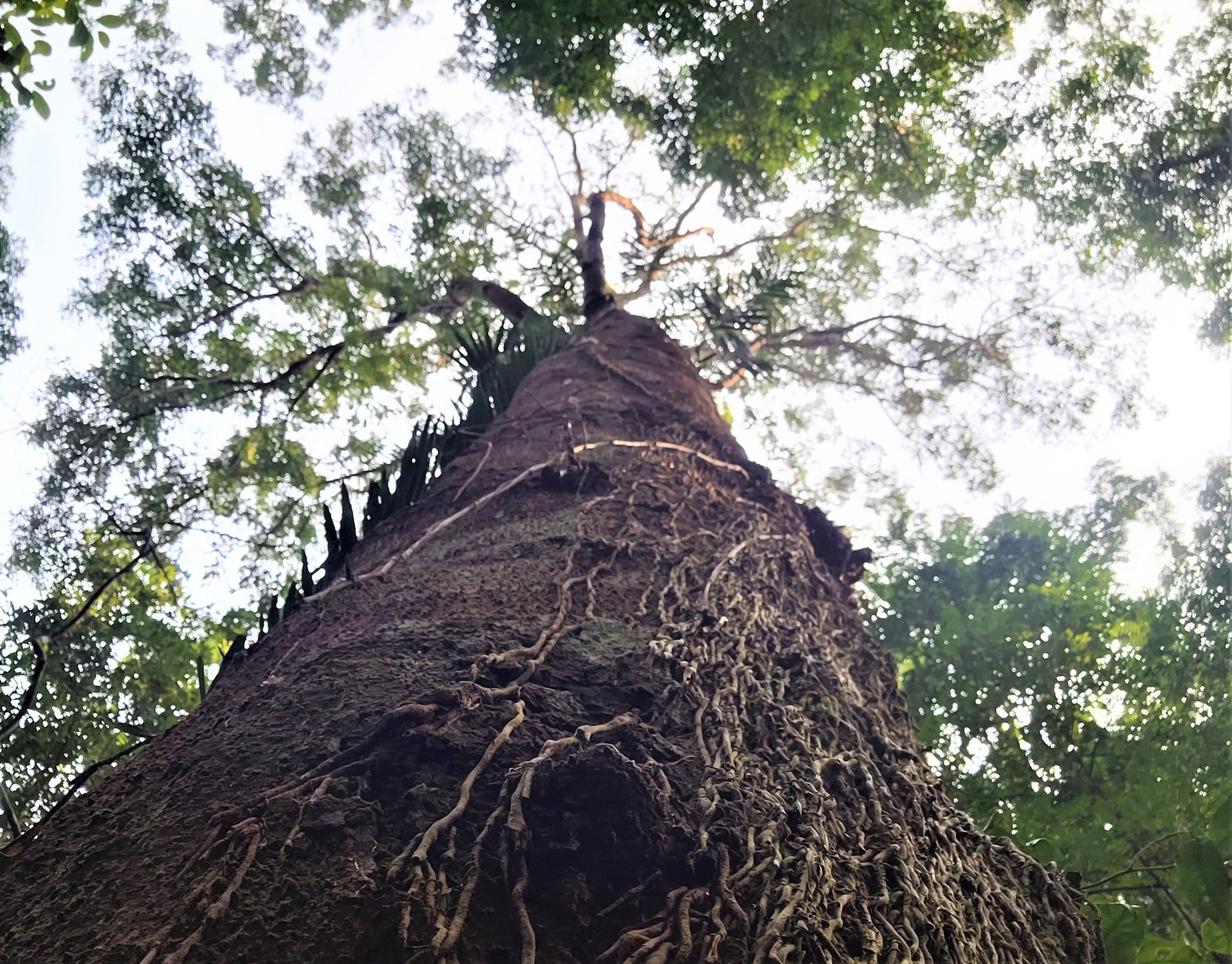 숲을 보존하는 방법을 아는 것은 숲을 보존하는 데 도움이 될 것입니다 - 사진 1. Biết cách sẽ giữ được rừng - Ảnh 1.
