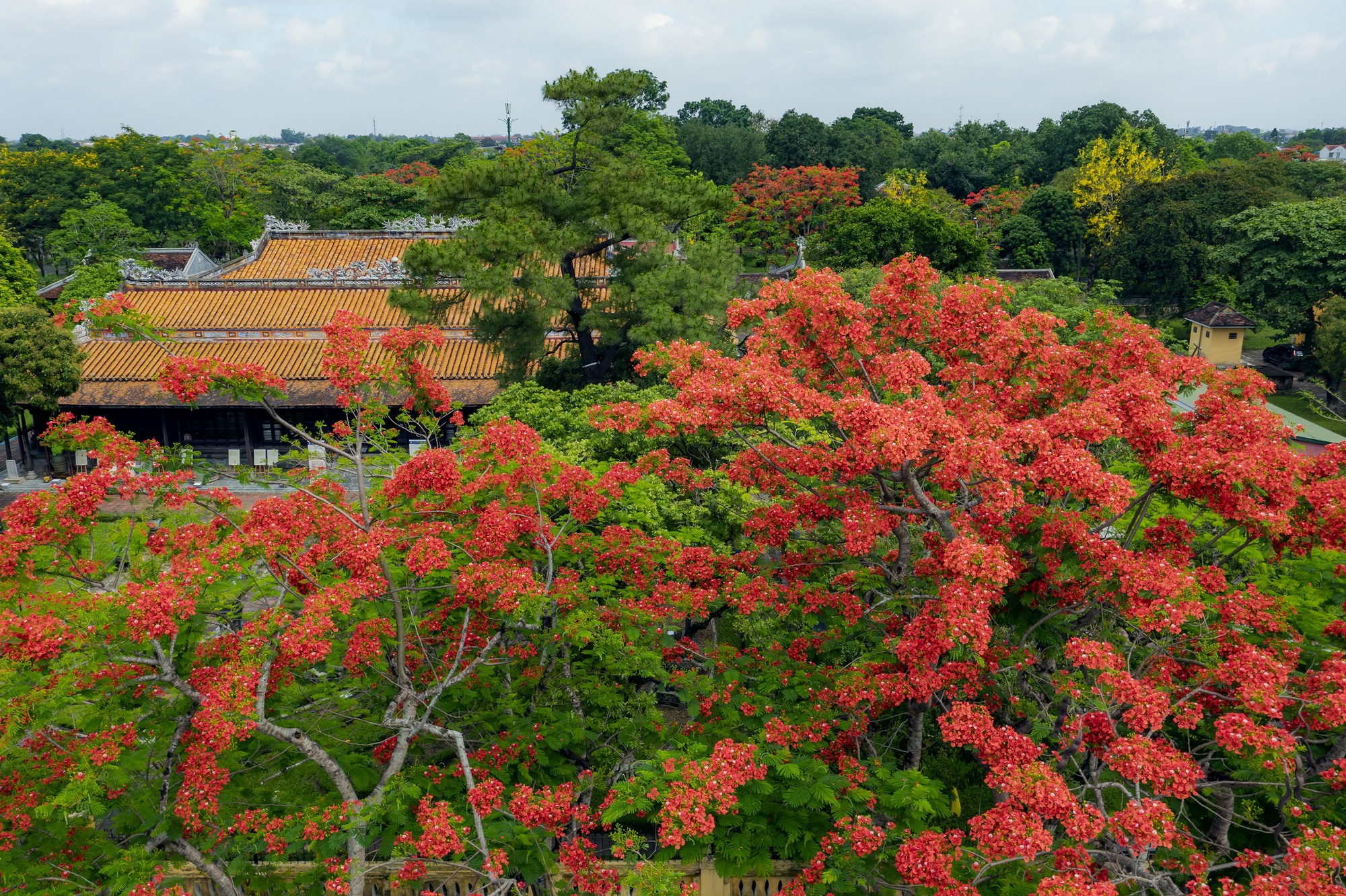 Đẹp nao lòng hoa phượng vĩ trong Hoàng cung Huế - Ảnh 2.