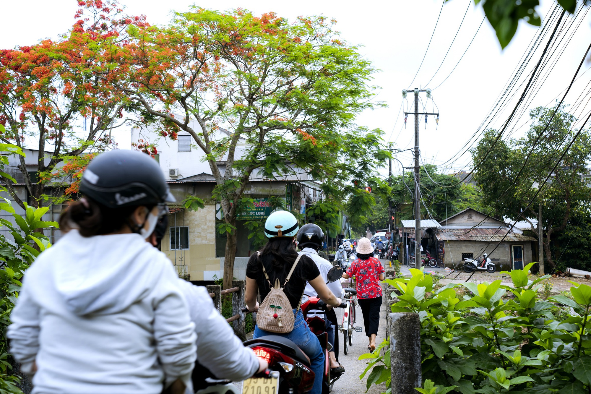 Đẹp nao lòng hoa phượng vĩ trong Hoàng cung Huế - Ảnh 3.