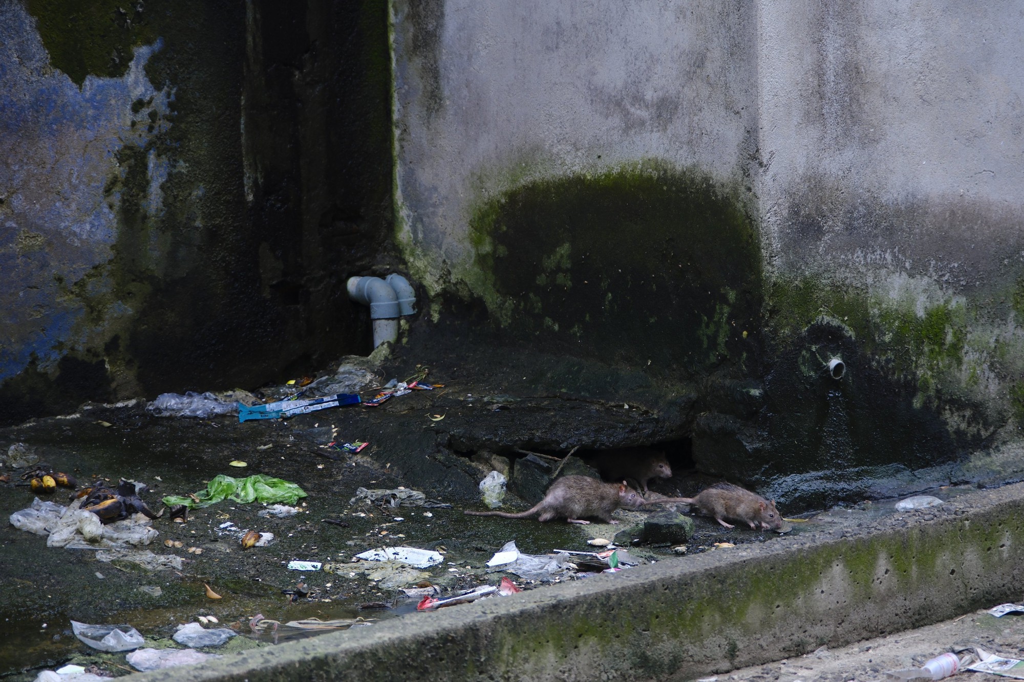 Cận cảnh chung cư ổ chuột ở Đà Nẵng - Ảnh 7.