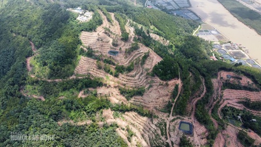 Rừng thông 30 năm tuổi ở Thanh Hóa bị đốn hạ tan hoang - Ảnh 1.