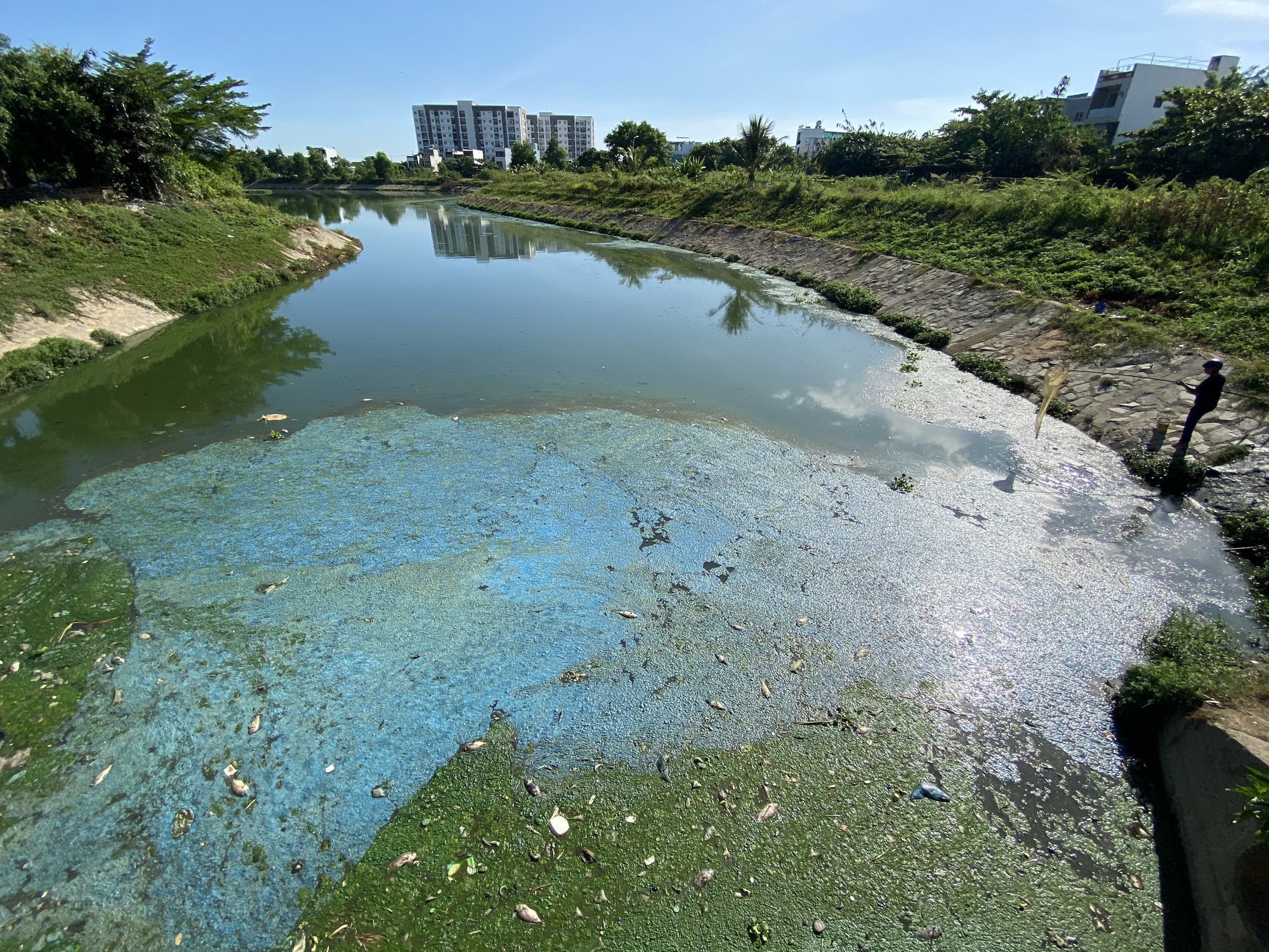 Đà Nẵng: Cá chết hàng loạt trên nhiều hồ, kênh sau mưa đầu mùa
