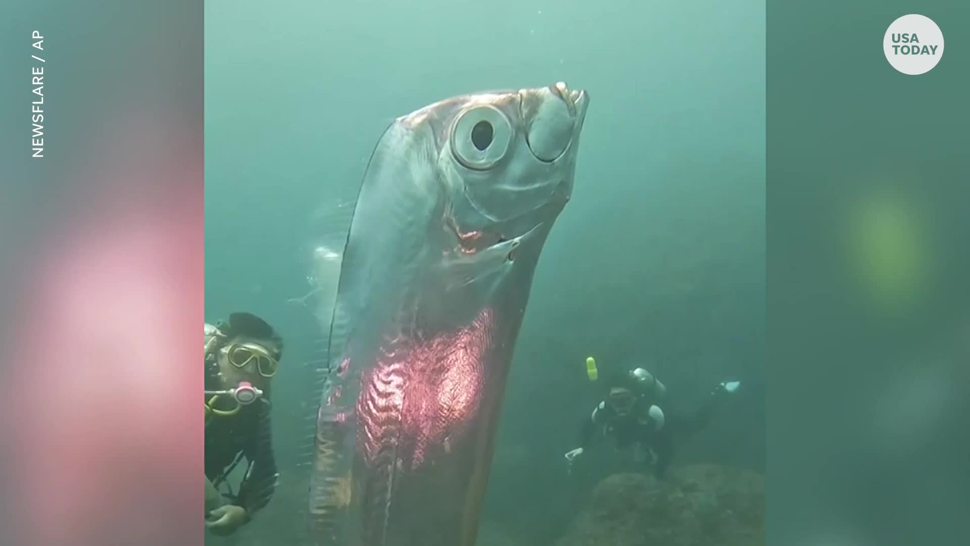 Huge ‘doomsday fish’ appears near Taiwan