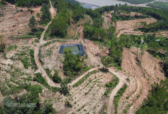 Sở NN-PTNT tỉnh Thanh Hóa vào cuộc vụ rừng thông 30 năm tuổi bị đốn hạ tan hoang - Ảnh 5.