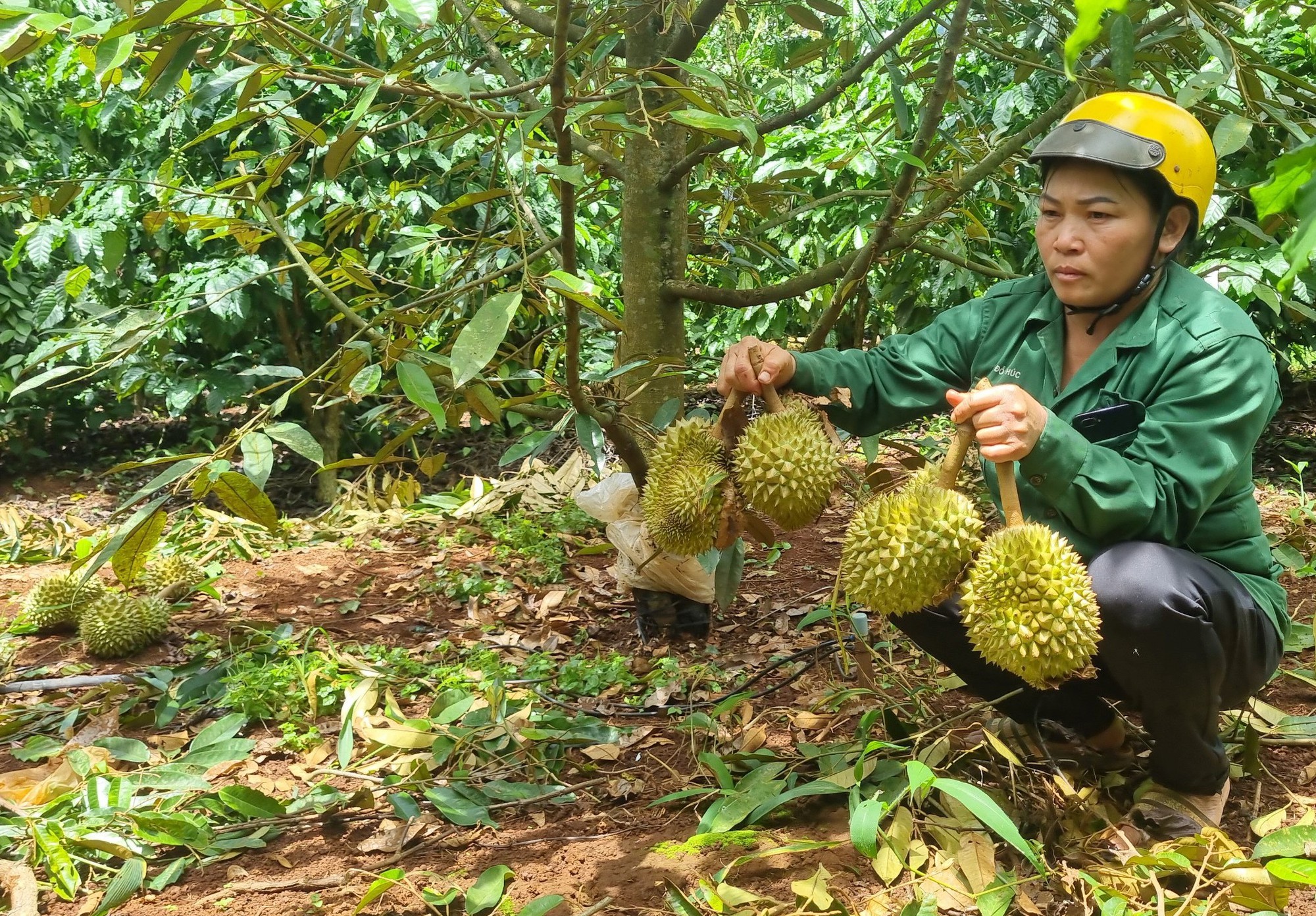 Rơi nước mắt nhìn vườn sầu riêng bị phá hoại