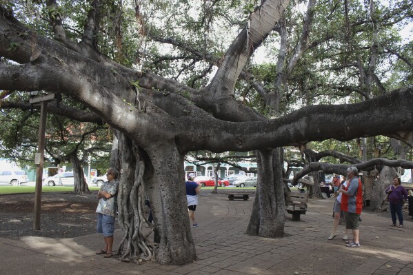 Firestorm in Hawaii and the fate of a 150-year-old banyan tree - photo 1.
