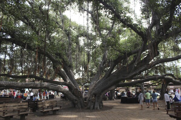 Firestorm in Hawaii and the fate of a 150-year-old banyan tree - photo 2.